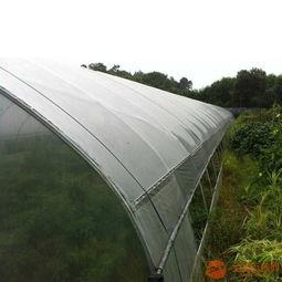 南城大棚爆料最新消息